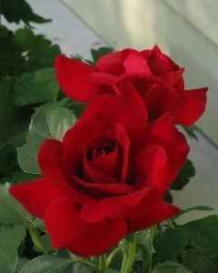 Розы в страстной фото эротике (40 фото)